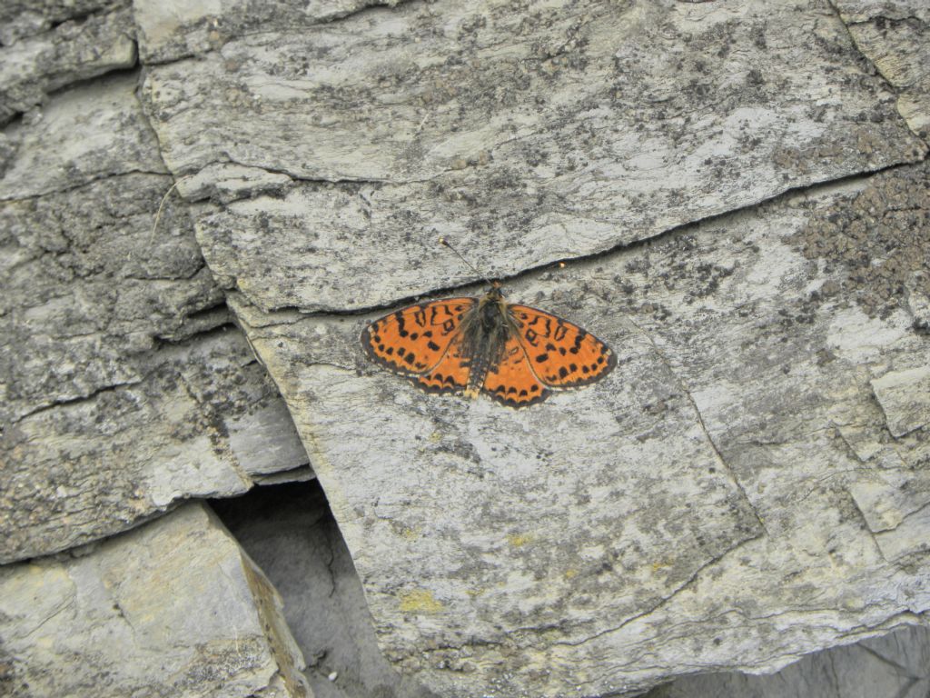 Melitaea didyma?  S !